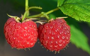 Owoce dojrzałych malin.  Źródło: Leopictures (Pixabay)